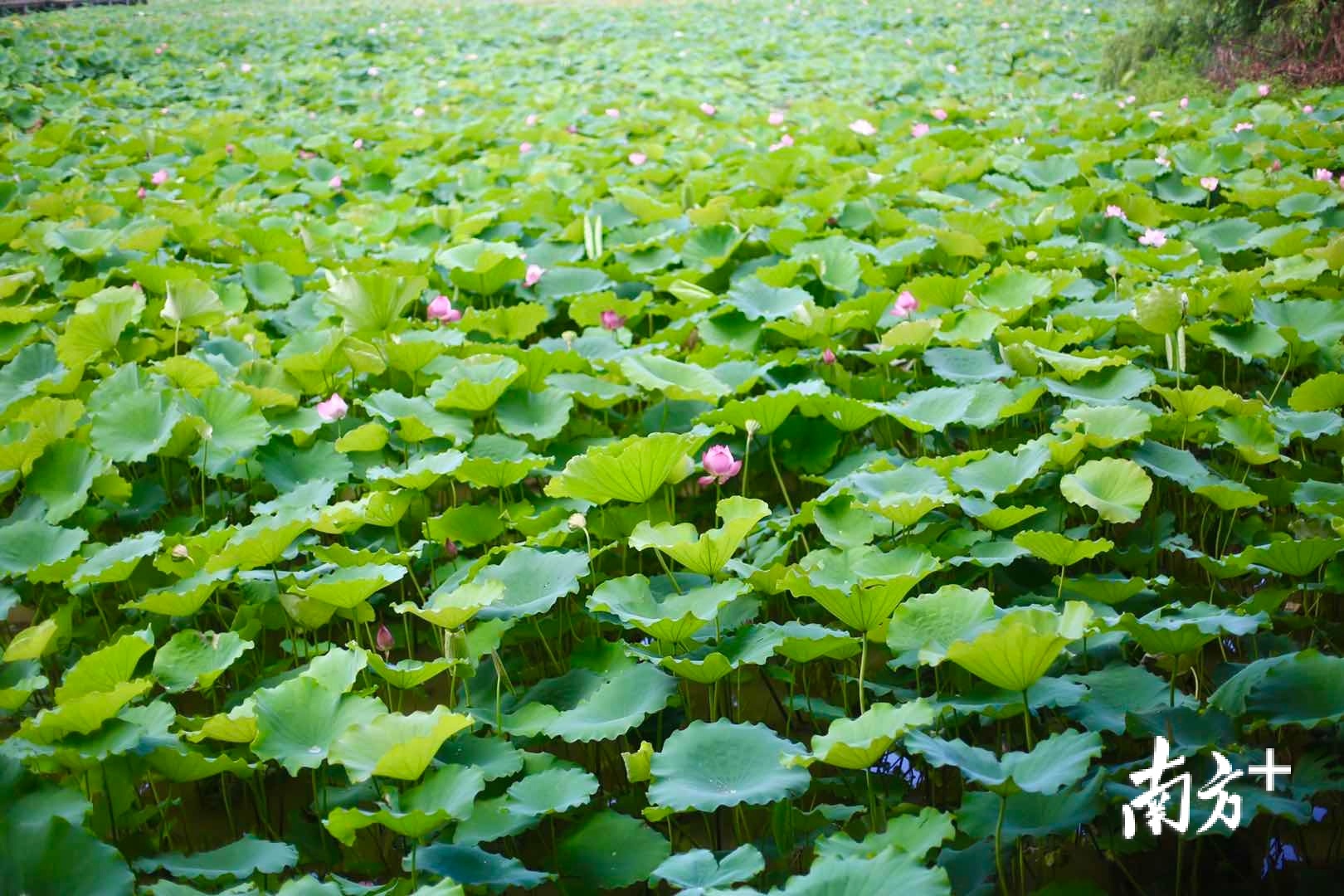 6月18日,“荷颜乐色”第十七届东莞桥头荷花节在莲湖畔凌波阁和莲湖栈道拉开帷幕,直播带货等10余项线上线下活动陆续开启。