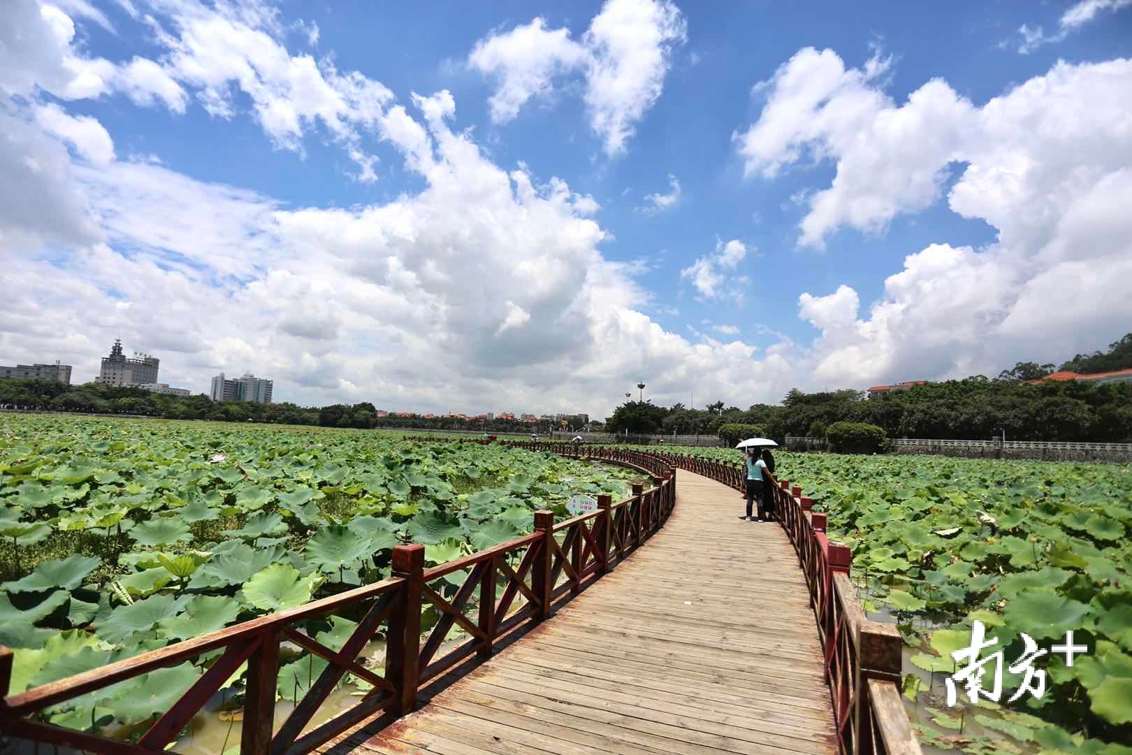 6月18日,“荷颜乐色”第十七届东莞桥头荷花节在莲湖畔凌波阁和莲湖栈道拉开帷幕,直播带货等10余项线上线下活动陆续开启。