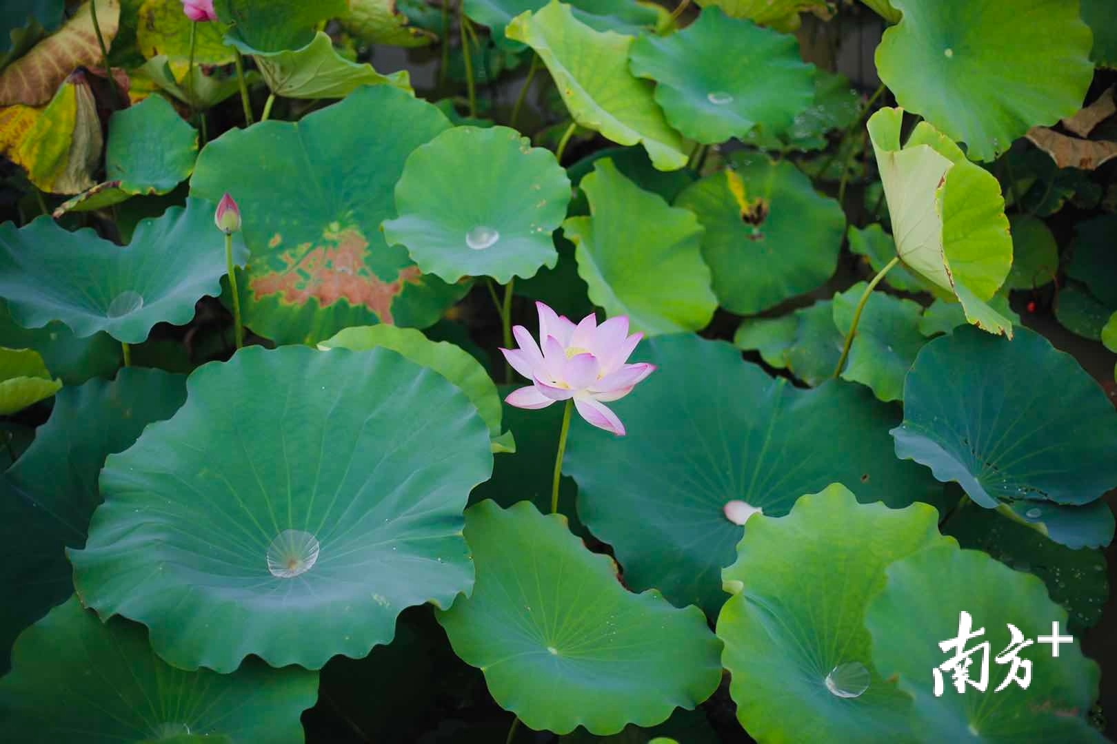 6月18日,“荷颜乐色”第十七届东莞桥头荷花节在莲湖畔凌波阁和莲湖栈道拉开帷幕,直播带货等10余项线上线下活动陆续开启。