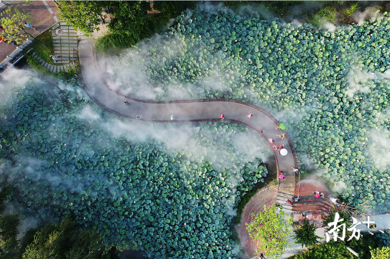 禅城要建设宜居宜业宜创新的首善之区。图为亚艺公园荷花盛放，美不胜收。
