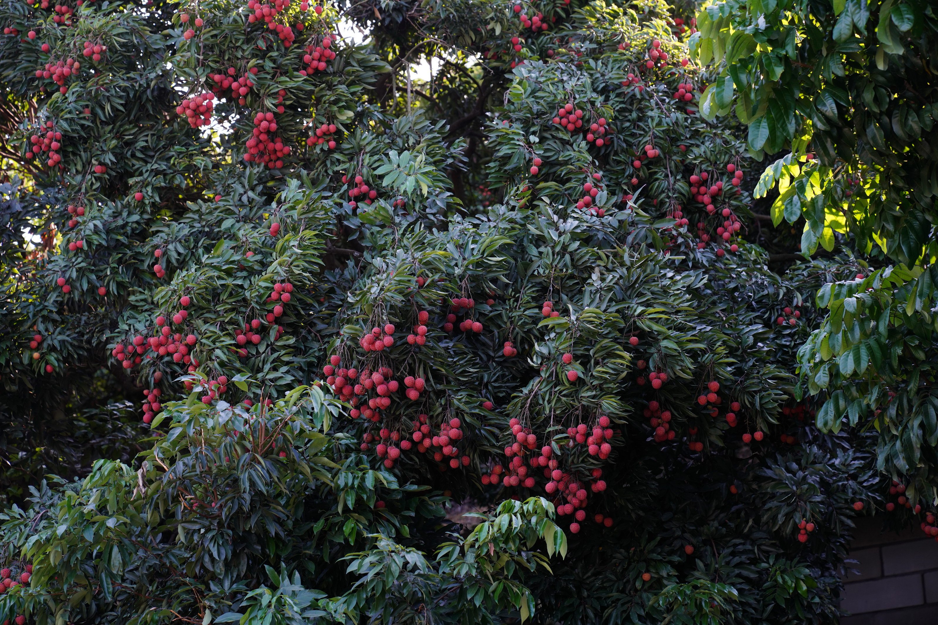 "各位宝宝们大家好,小鲜现在是在东莞市厚街镇新围村的荔枝园里,带