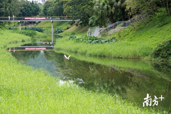 福田河 南方日报记者 朱洪波 摄 福田河 南方日报记者 朱洪波 摄