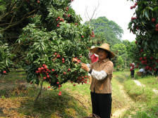汽车下乡走到荔枝园，公益推广到身边！
