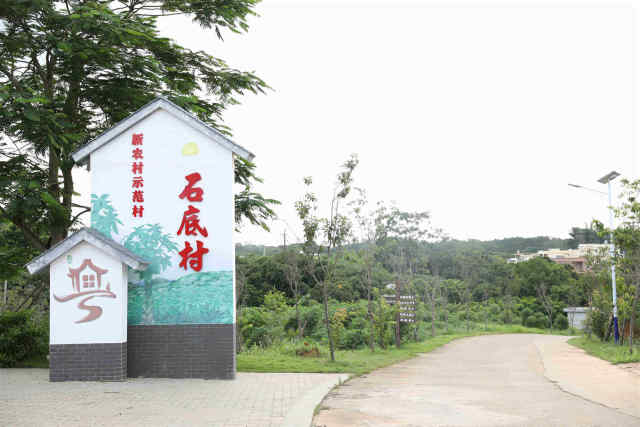 发财树下发大财，脱贫增收有盼头｜云浮云安石底村脱贫记