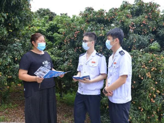 助“荔”拓销路 博罗税务上门送服务