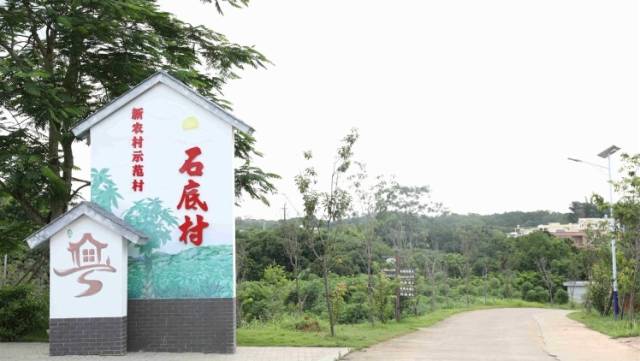 发财树下发大财，脱贫增收有盼头｜云浮云安石底村脱贫记