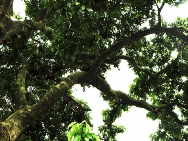 这17棵荔枝树,棵棵都穿越了一个世纪!