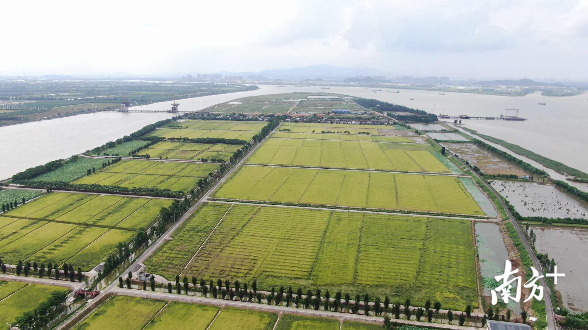 江门新会“侨都锦田”土地综合整治项目打造了“路相通、渠相连、田成方、林成网”的田园景观。 江门新会“侨都锦田”土地综合整治项目打造了“路相通、渠相连、田成方、林成网”的田园景观。