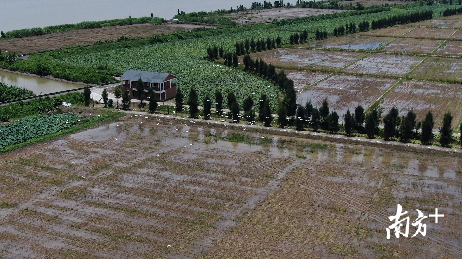鹭鸟齐飞、鲤鱼洄游,“侨都锦田”项目修复了沙仔岛的生态环境。新会区自然资源局供图 鹭鸟齐飞、鲤鱼洄游,“侨都锦田”项目修复了沙仔岛的生态环境。新会区自然资源局供图