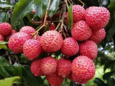 走进大南山，美荔新农村！广东荔枝·雷岭荔枝文化旅游节启动