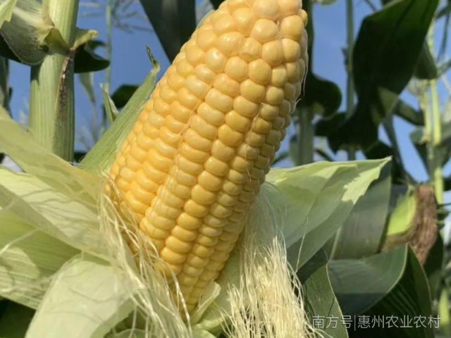 夏收进行时 惠城甜玉米迎来好收成！