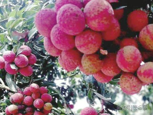 信宜“晚香玉”荔枝五颗一市斤