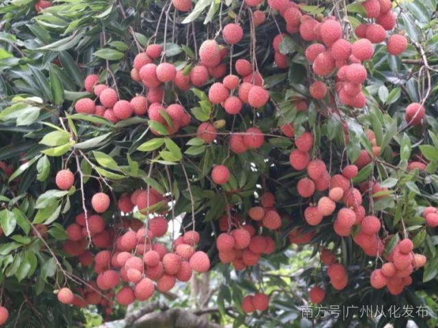从化南平村:荔枝定制为村民带来红利