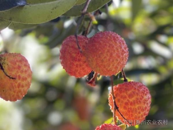 行情普遍低迷却逆势“突围”!广东荔枝,稳了!