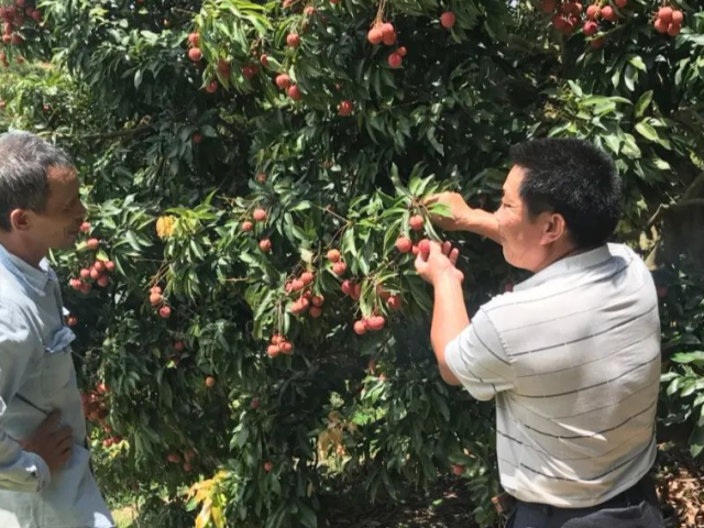 高村黄亚池:种植荔枝,从昔日贫困户成了致富带头人