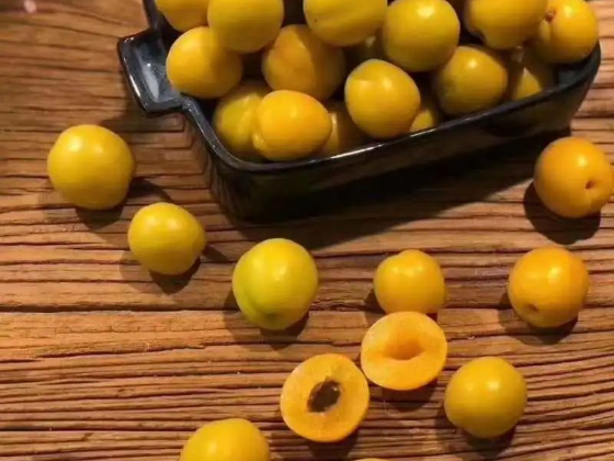 来吃杏啦！|沂蒙高山珍珠油杏，香香甜甜又多汁！