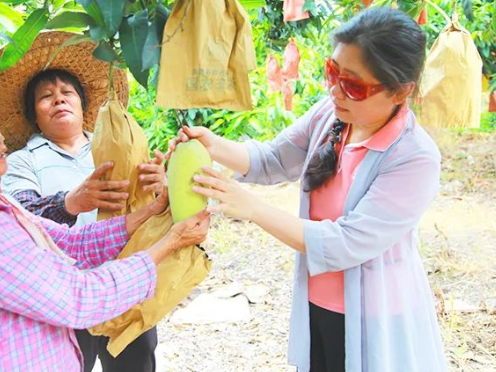 罗定罗平农场的金煌芒熟了，果农转变销售方式邀请游客现摘现卖