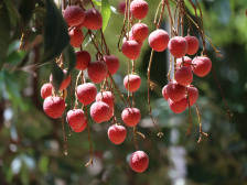 海外上架一下子被“秒光”！广东荔枝出口初战告捷再冲刺