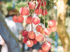 广州地铁拍了拍你：到站了，想吃广东荔枝赶紧下车去买吧