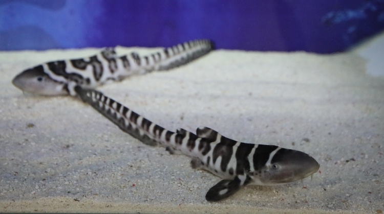 再创奇迹!濒危物种豹纹鲨在粤首次成功繁育