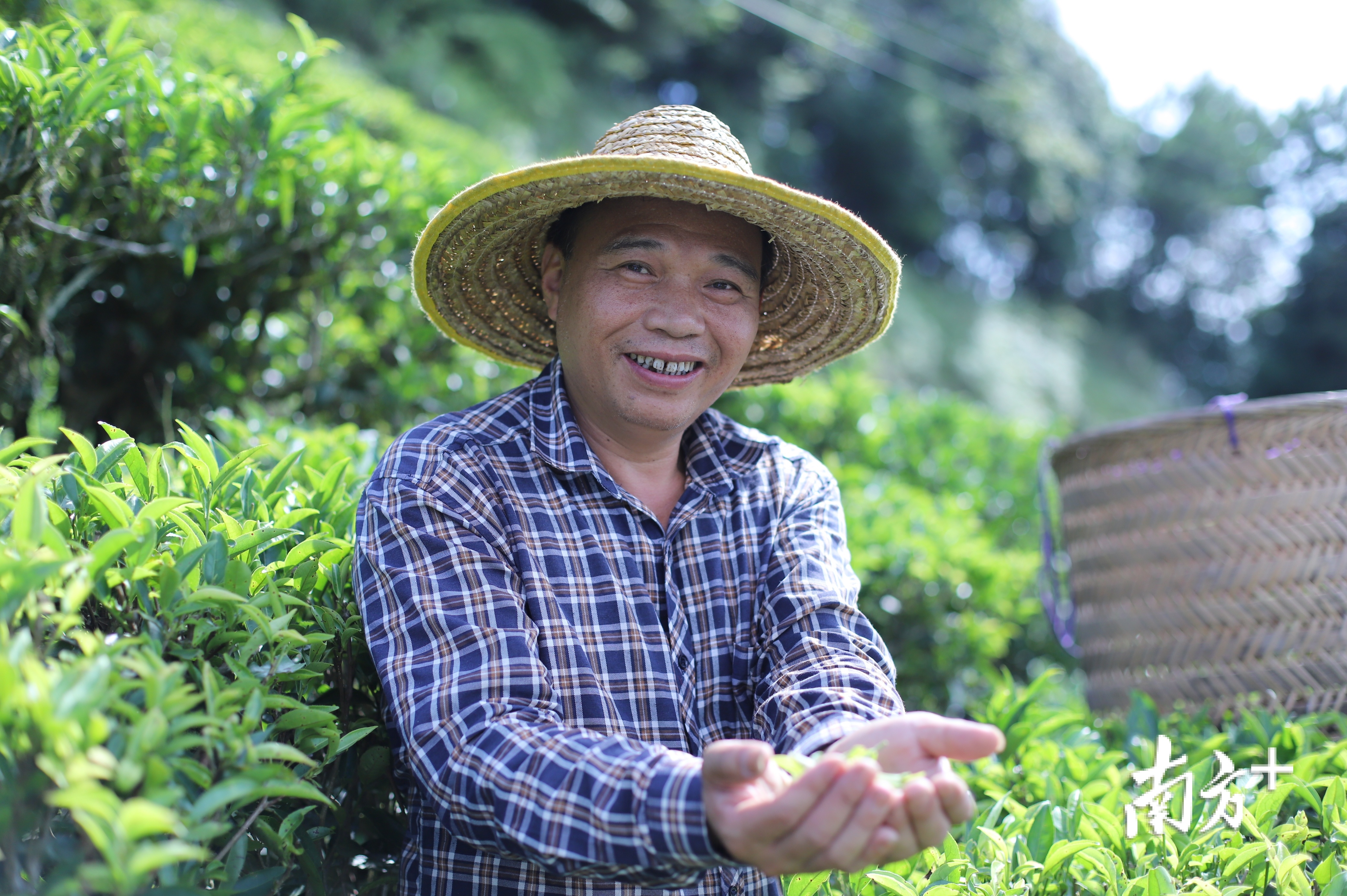 贫困户林爱文参加村里的培训课后,更加掌握“茶术”,对靠劳动致富有了信心。纪金娜 摄 贫困户林爱文参加村里的培训课后,更加掌握“茶术”,对靠劳动致富有了信心。纪金娜 摄