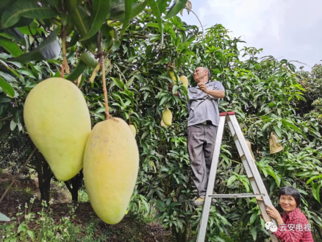 香甜多汁，肥而不腻！白石东星金煌芒上市了！