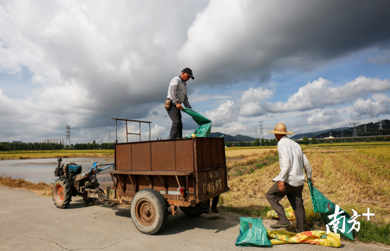 两位村民将稻谷搬至稻田旁的拖拉机上。