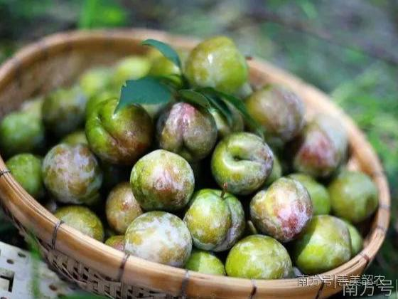 嘎嘣脆甜丨多品种的韶关本地李子熟了！今夏与“李”相约，来一场甜蜜的邂逅吧