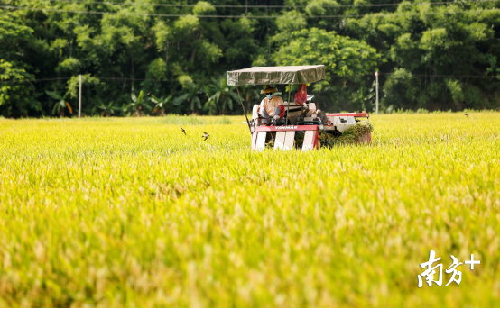 金黄色的稻田里，村民开着收割机在收割稻谷，鸟儿在一旁飞舞。