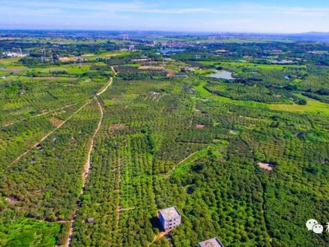 到惠来,赴一场美“荔”的约会