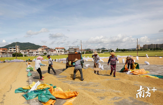村民们将拖拉机运来的稻谷摊平到晒谷场里。