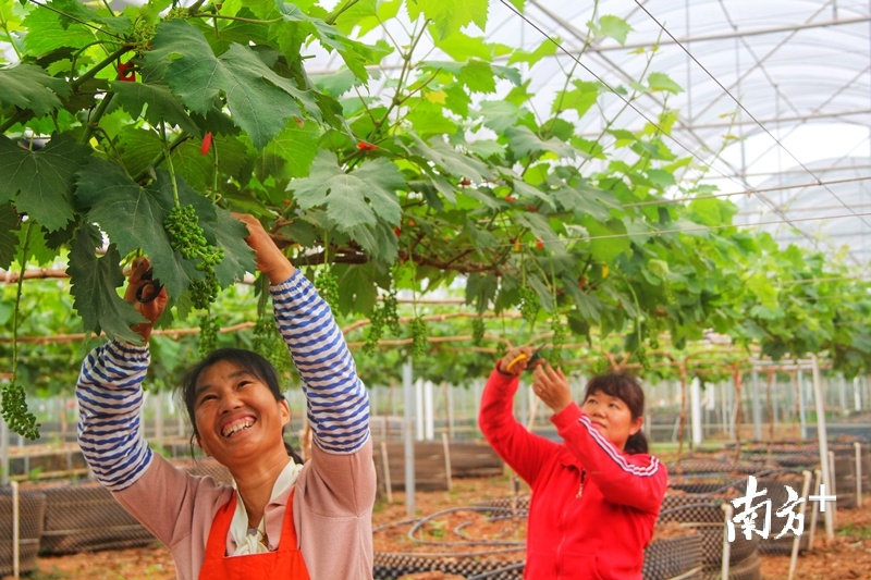 南雄市阳光玫瑰葡萄现代农业产业园内工人正在疏果确保葡萄果品。赖信英 摄