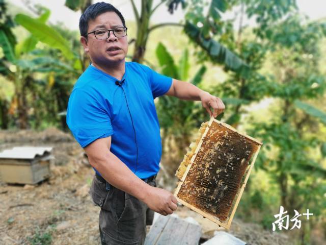 在西林县中华蜜蜂养殖核心示范场，蜂农黄虎通过养蜂致富，年收入翻番。