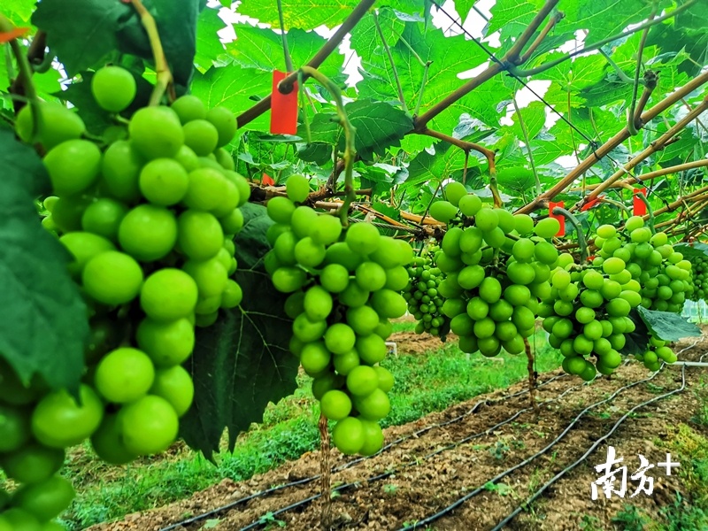南雄市阳光玫瑰葡萄现代农业产业园内葡萄逐渐成熟。