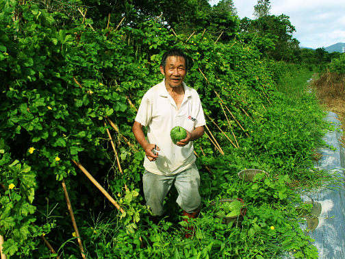 云城区前锋镇前锋村:大顶苦瓜种出小康生活 发展特色农业见成效