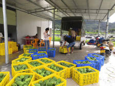 云浮脱贫记丨云城前锋村：大顶苦瓜种出小康新生活