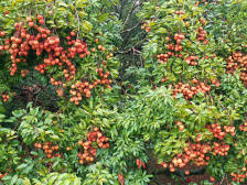 贫困村石头山变荔枝林，“石头荔”卖进盒马点石成“金”