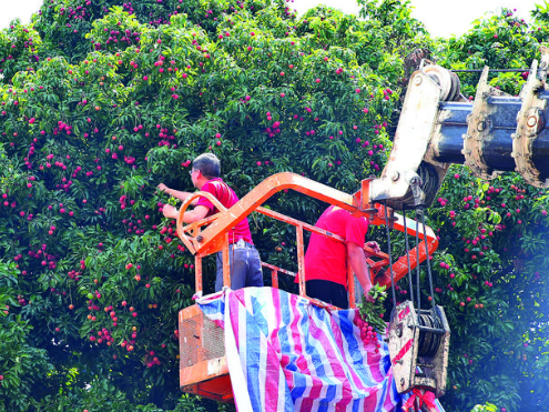 惠东百年古荔枝树众多,拟打造农家乐带动乡村振兴