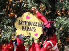 荔枝连续17年走出国，游客源源不断引进来！汕头这个小镇有何魅力？