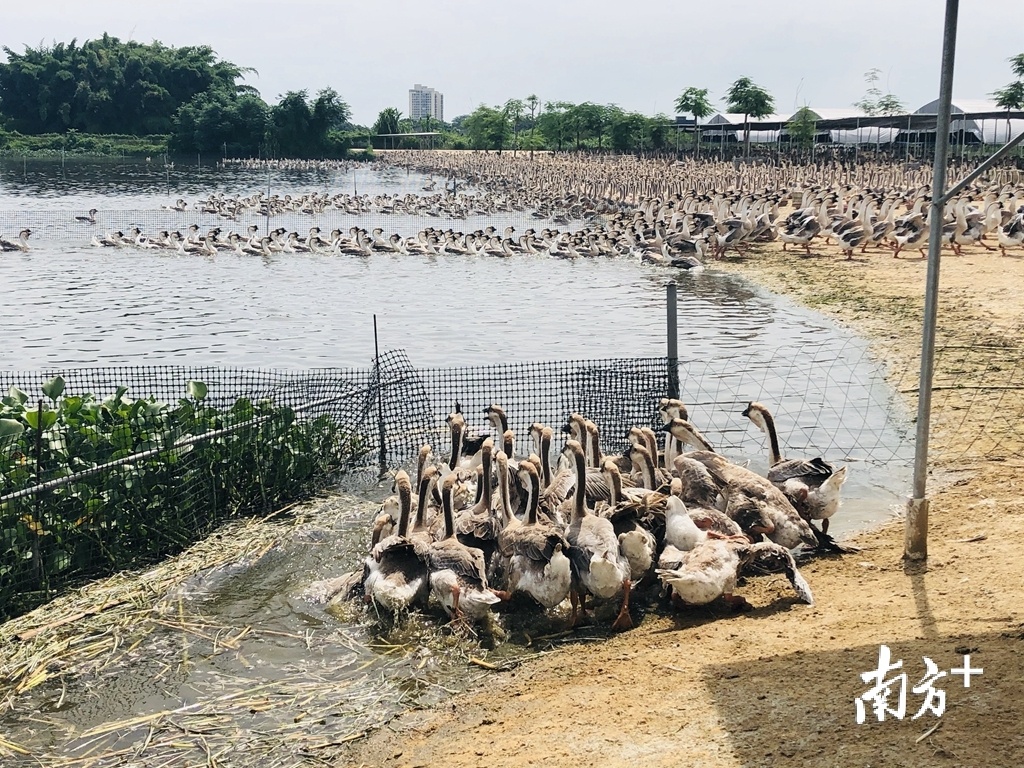 “澄海系狮头鹅”已发展为年出栏超730.2万羽的产业规模。