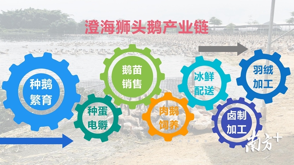 澄海狮头鹅产业链。