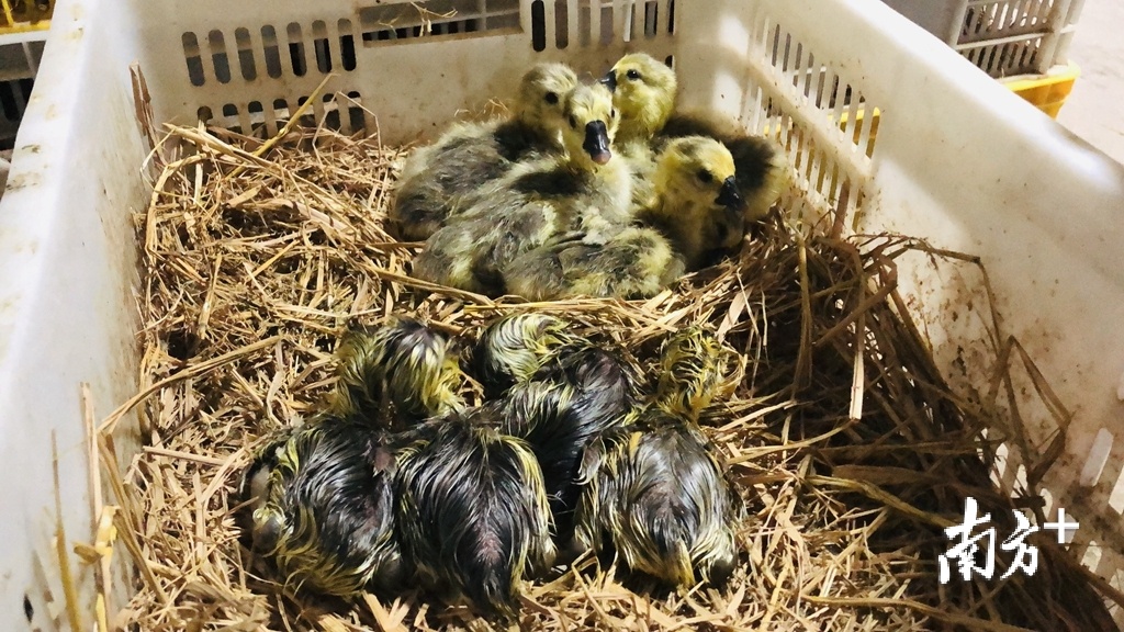 刚孵化的狮头鹅。