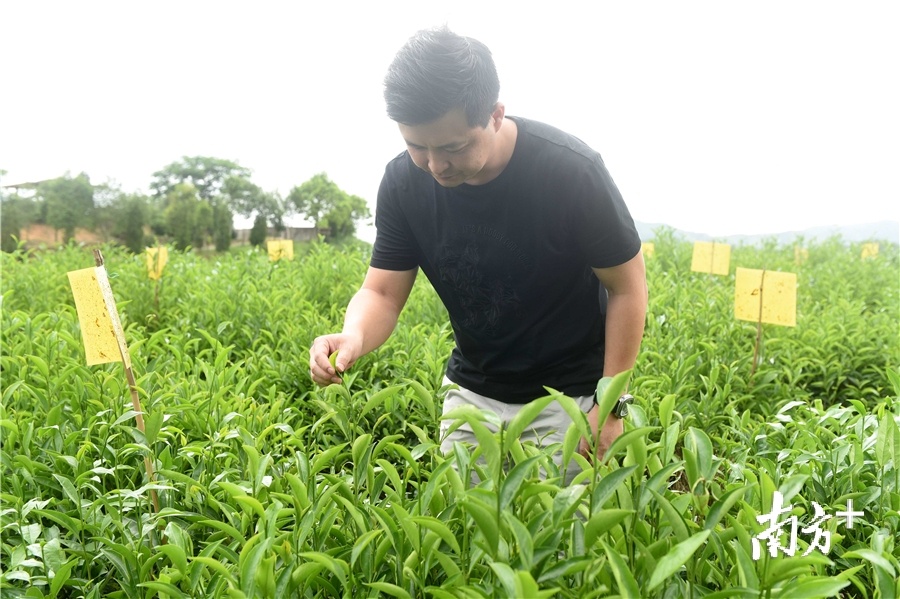 林志成已把自己经营的茶园成功申报为市级农业公园。南方日报记者 梁维春 摄