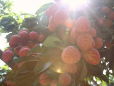 增城仙进奉：小荔枝 大产业