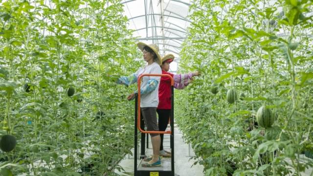 清远英德连樟村：村里来了新项目，村民迈上小康路