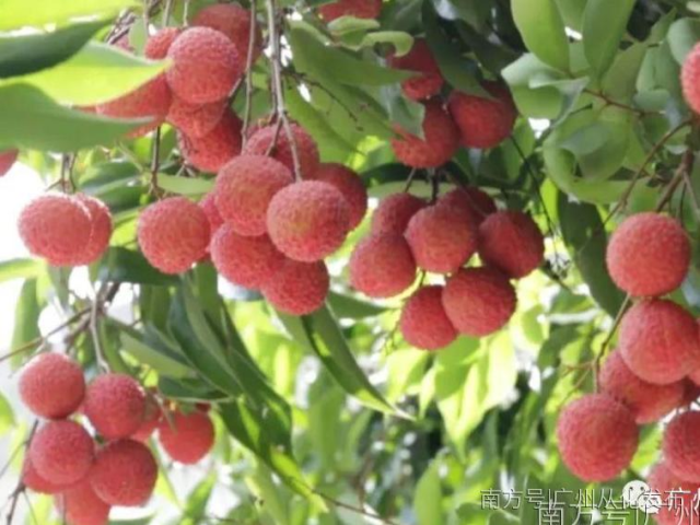 从化优质荔枝已经大熟,想大饱口福就快快行动吧!