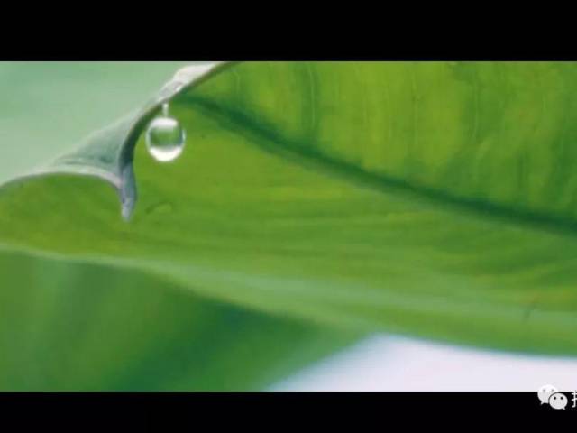 玉湖东寮反沙芋