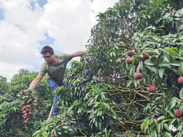 【走向我们的小康生活】科技兴果战略助力老区人民致富奔康