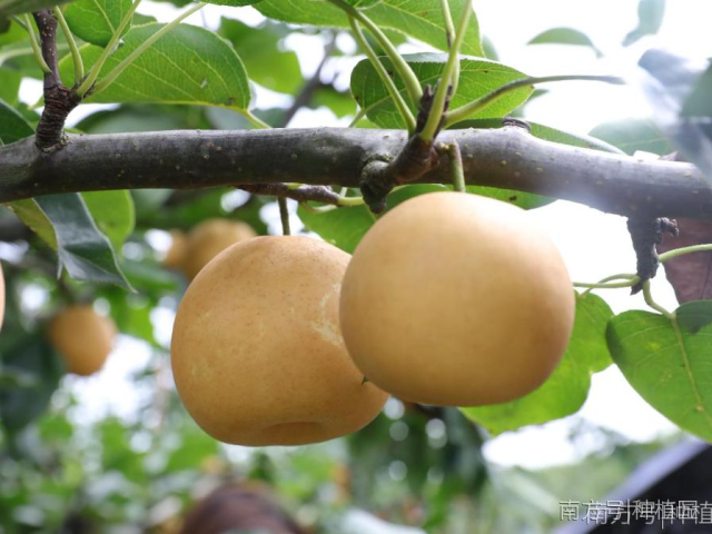 7月10日，美景与美味相约！2020连州水晶梨节发布会邀你夜游珠江