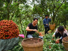 叻！广东全年总产值预计达180亿以上，你猜是哪一种水果？